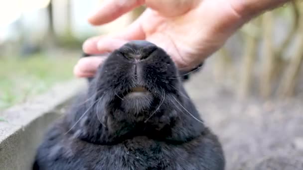 有人在抚摸一只兔子 它是一个住在花园里的家畜 这是一只黑色的佛兰芒巨兔 — 图库视频影像