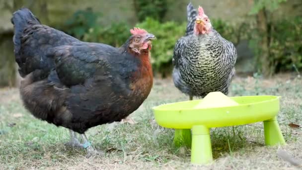 Domestic Hens Drink Water Container Chickens Garden — Stock Video