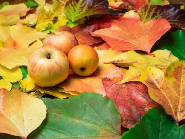 Elma (mevsimlik sebze) sonbahar yaprakları yeşil, kırmızı, turuncu ve sarı renklerde yerleştirilir. Yakın çekim.