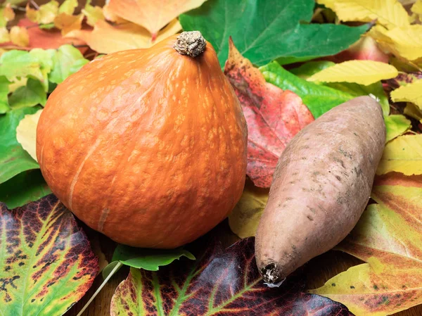 A Red kuri squash and a sweet patato (seasonal vegetable) are placed on autumn leaves in green, red, orange and yellow colours. Close-up.