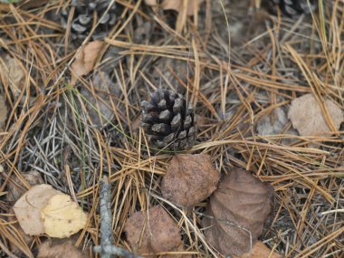 Sonbaharda orman zemininde kuru yapraklar, koniler ve iğneler. Arka plan görüntüsü, çam ormanı dokusu