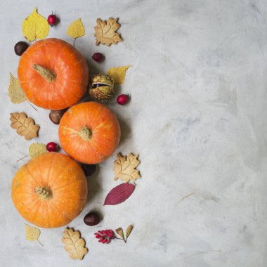 Sonbahar kompozisyon. Kabaklar, kurutulmuş yaprakları, tanımlama bilgileri, kestane, alıç ve kızamık meyve gri bir arka plan üzerinde. Sonbahar, Güz, Cadılar Bayramı kavramı. Kopya alanı düz yatıyordu, en iyi görünümü Kapat