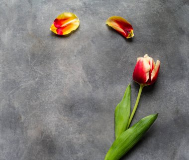 Yaprakları ile renkli Lale en iyi görünümü gri bir tablo. Düz boş kopya alanı ile yatıyordu. Sevgililer, anne, kadın gün ve tebrik kavramı. Banner şablon düzeni mockup post blog sosyal medya için.