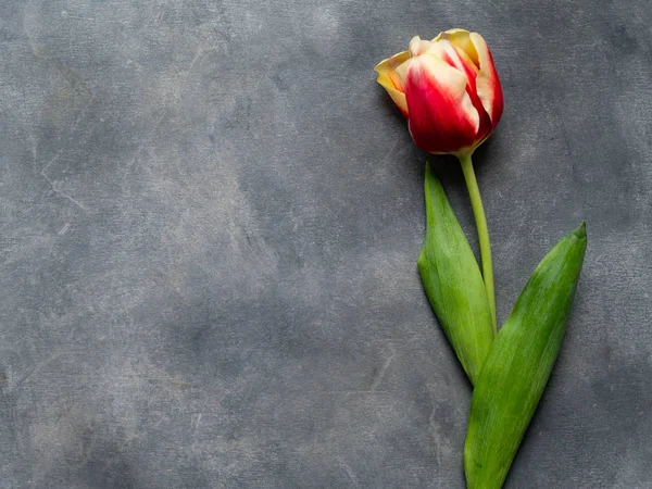 Top view of colored tulip on a gray table. Flat lay with blank copy space. Valentines, Mothers, Womens Day and greeting concept. Banner template layout mockup for post blog social media.