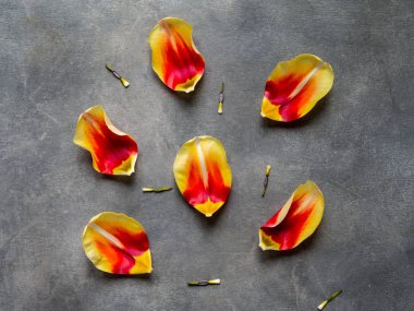 Renkli Lale yaprakları, kopya alanı ile yaratıcı kompozisyon. Bahar en az kavramı. Bayan günü, anneler günü, Sevgililer günü, Paskalya, doğum günü. Doğa arka plan. Düz yatıyordu, en iyi görünümü.