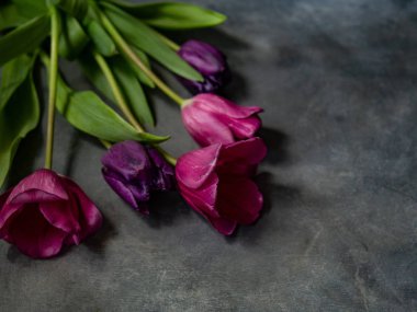 Grayk zemin üzerine mor ultraviyole laleler için metin yerleştirin. Sevgililer, anne, kadın gün ve tebrik kavramı. Banner şablon düzeni mockup post blog sosyal medya için. Kopya alanı