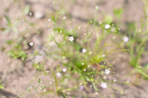 Pequenas flores silvestres brancas em solo seco em foco suave e borradas para fundo, pouco campo de flores no sol da manhã do verão. Fundo da natureza abstrata com flores silvestres. Foco seletivo — Fotografia de Stock