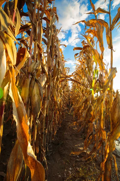 Altın çizgili mısır ekimi, bulutların arka planında, muhteşem mavi gökyüzünde, kırsal bir çevrede kapanıyor..