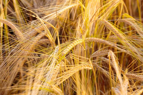 Canlı altın renginde bir buğdaya yakın. Kırsal bir yerde ekilmiş buğday. Güneş ışığıyla yıkanmış..