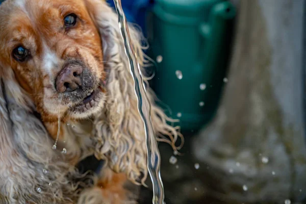 飲料水中ののどが渇いた犬子犬コッカースパニエル — ストック写真