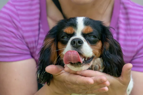 シュヴァリエ王犬子犬の生まれたばかりの赤ちゃんの肖像画 — ストック写真