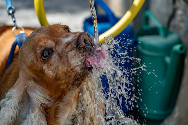 Sediento Perro Cachorro Cocker Spaniel Mientras Bebiendo Agua —  Fotos de Stock