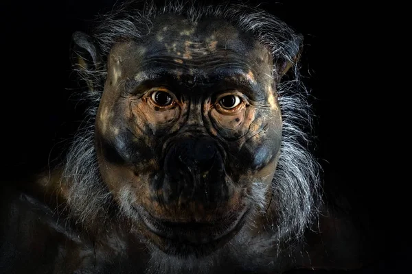 Pierwotny Człowiek Małpa Twarz Czarnym Tle — Zdjęcie stockowe
