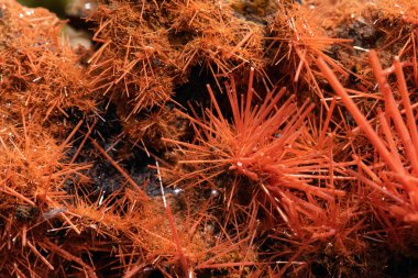 crocoite kırmızı gümüş ayrıntı makro ürünleri