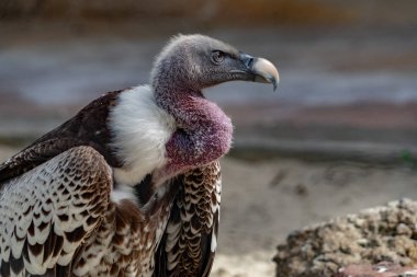 akbaba, şahin portre seyir