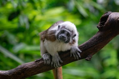 Aedipus Emperor Tamarin maymun yakın portre kadar