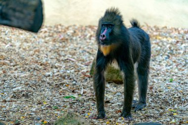 Mandrill'di maymun yakın portre ise sana bakmak yukarıya