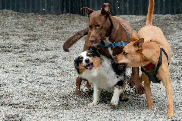 楽しみのために戦って 演奏中の犬 — ストック写真