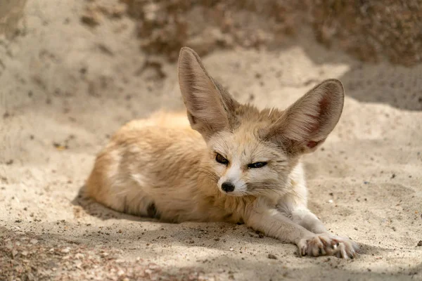 Fennec Desert Fox Portrait Looking You — Stock Photo, Image