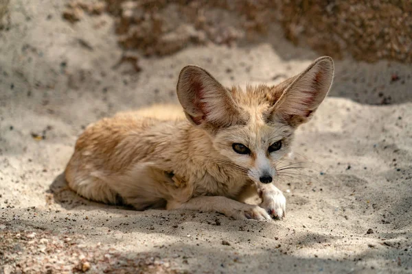 Fennec 沙漠狐狸肖像看着你 — 图库照片