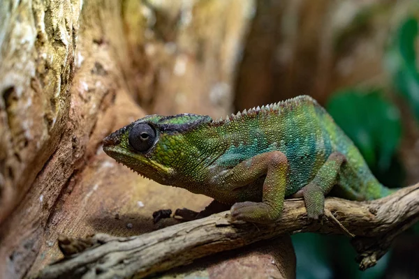 Panthère Chamaleon Camaleon Madagascar Lézard Portrait — Photo