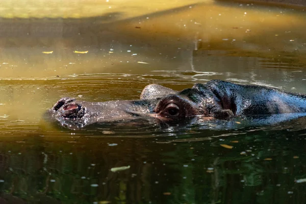 Hipopótamo Hipopótamo Primer Plano Retrato Agua —  Fotos de Stock