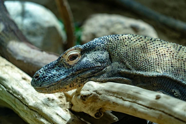 Dragon Komodo Portrait Rapproché — Photo