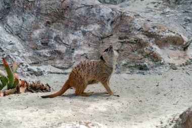 Sana bakarken izole çöl faresi