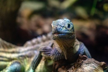 SOA soa su kertenkele kapatmak dikey