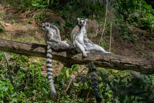 lemur monkey portrait in yoga position spreaded arms