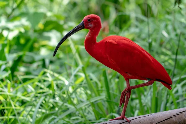 Vermelho Ibis Retrato Perto — Fotografia de Stock