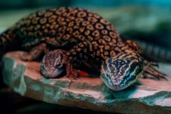 Portrait Lézard Asiatique Varanus Acanthurus — Photo