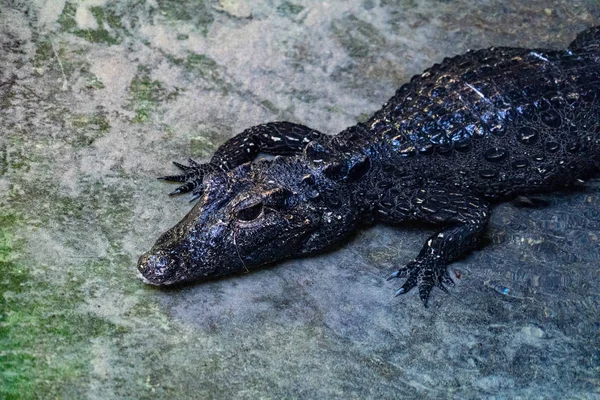 Crocodilo Jacaré Boca Dentes Detalhe Macro — Fotografia de Stock
