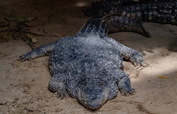 Big Enourmous Crocodile Lunch Close — Stock Photo, Image