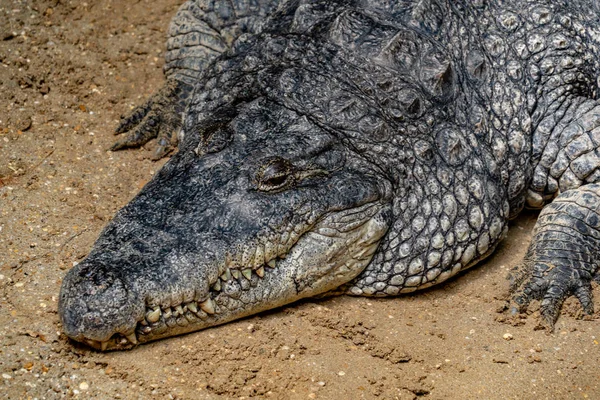 Big Enourmous Crocodile Lunch Close — Stock Photo, Image