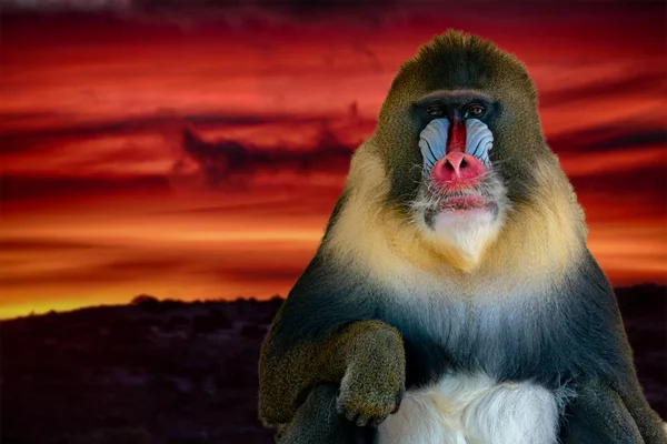 Mandril Monkey Zblízka Portrétní Při Pohledu Vás Při Západu Slunce — Stock fotografie