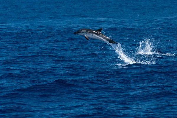 Gelukkig Gestreepte Dolfijn Springend Buiten Zee Bij Zonsondergang — Stockfoto