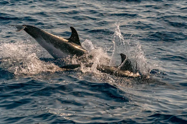 Happy Striped Dolphin Jumping Sea Sunset — Stock Photo, Image