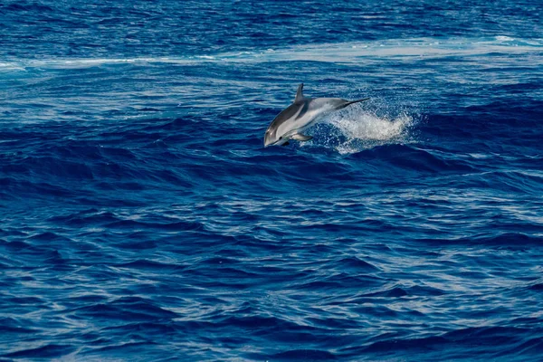 Szczęśliwy Pasiasty Delfin Skaczący Poza Morze Zachodzie Słońca — Zdjęcie stockowe