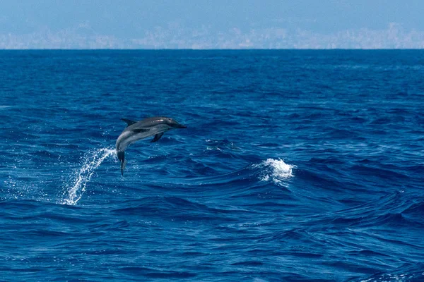 Delfín Rayado Feliz Saltando Fuera Del Mar Atardecer — Foto de Stock