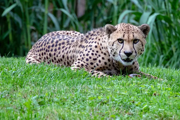 Izolované Jaguar Cheeta Oči Portrét Zblízka — Stock fotografie