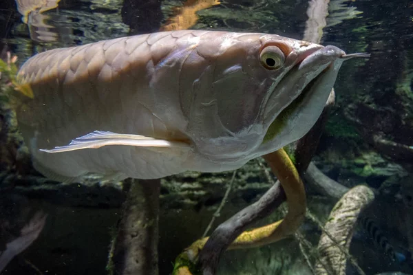 Prata Peixe Arawana Retrato Subaquático Perto — Fotografia de Stock