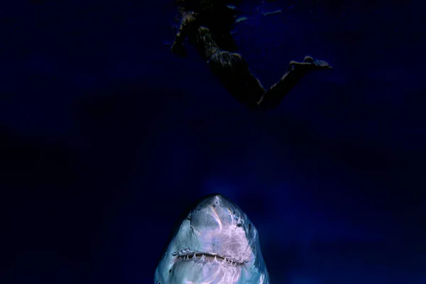 Great White shark jaws while coming on deep blue ocean background