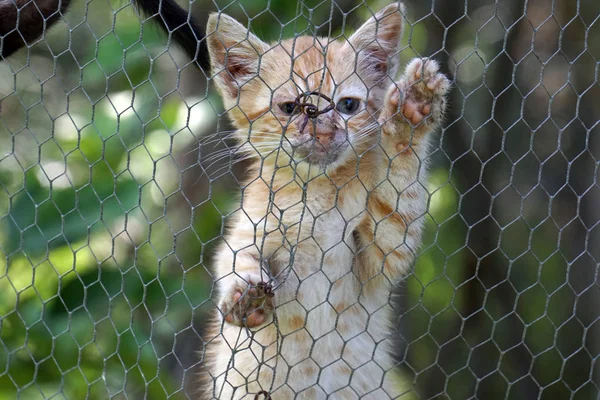 Baby Cat Noworodka Kotek Wspinaczka Metalowe Netto — Zdjęcie stockowe