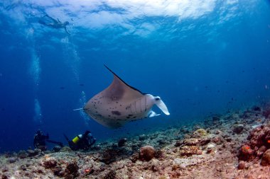 happy scuba diver and Manta in the blue background while diving maldives clipart