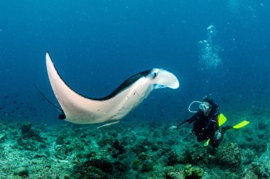 happy scuba diver and Manta in the blue background while diving maldives clipart