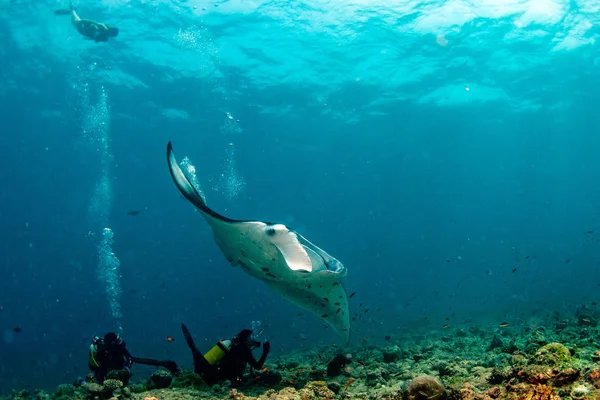 Gelukkig Scuba Duiker Manta Blauwe Achtergrond Terwijl Duiken Maldiven — Stockfoto