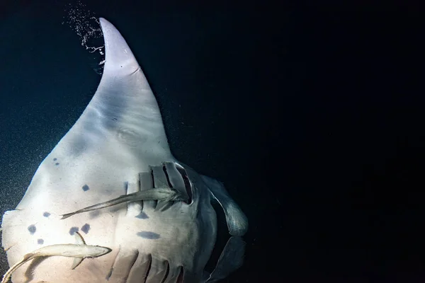 Manta eating krill plancton at night — Stock Photo, Image