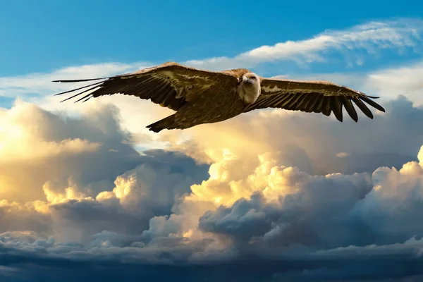 Gryphon Vulture Buzzard Flting Blue Cloudy Sky Background — Stock Photo, Image