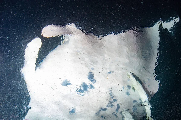 Манта Ест Криль Планктон Ночью Мальдивах — стоковое фото